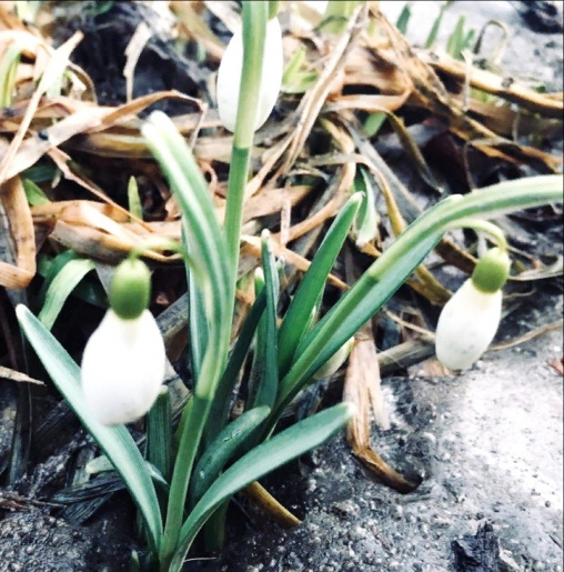 Онлайн фотовыставка «Весна идёт - весне дорогу!»